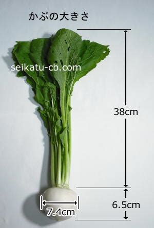 一株植物|かぶ【株】 の数え方とは？｜数え方単位辞典《公式